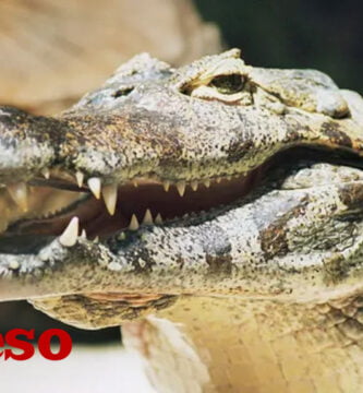 Caiman