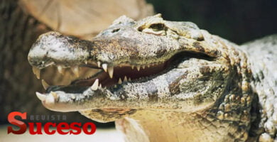 Caiman