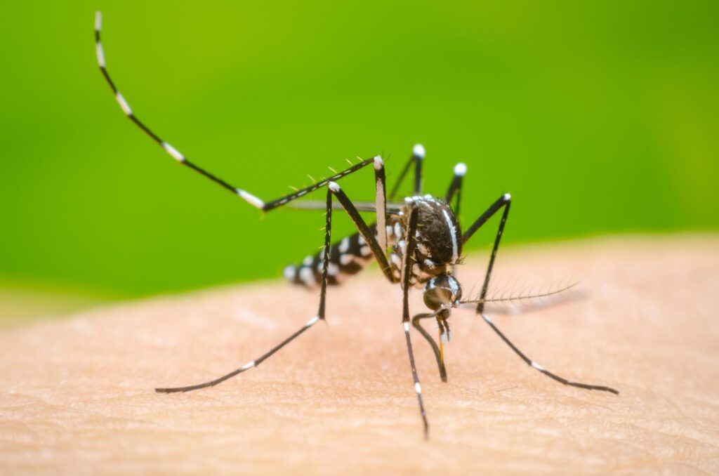 Salud Pública confirma casi mil casos de dengue y nueve muertes